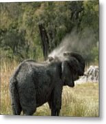 Male African Elephant #2 Metal Print