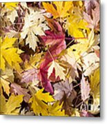 Maple Leaves #3 Metal Print