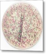 Mixed Culture Of Candida Yeasts #2 Metal Print