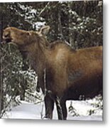 Moose #2 Metal Print