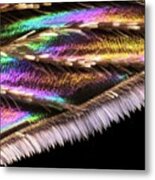 Mosquito Wing Metal Print