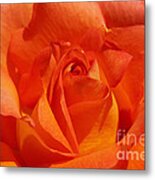 Orange Rose 1 Metal Print