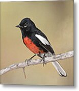 Painted Redstart Metal Print