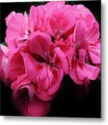 Pink Geranium #1 Metal Print