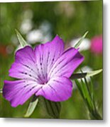 Agrostemma Githago Metal Print