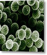 Ragweed Pollen Sem Metal Print