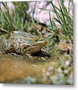 Ramsey Canyon Leopard Frog #2 Metal Print