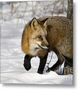 Red Fox #2 Metal Print