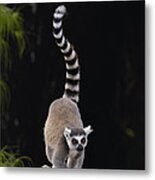 Ring-tailed Lemur Madagascar #2 Metal Print