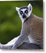 Ring-tailed Lemur Portrait Madagascar #2 Metal Print