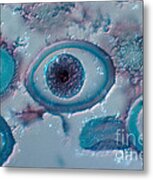 Roundworm Cells In Metaphase, Lm #2 Metal Print