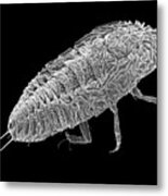 Scale Insect Nymph #2 Metal Print