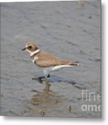 Semipalmated Plover #2 Metal Print