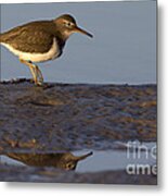 Spotted Sandpiper Reflection #2 Metal Print
