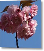 Spring Blossoms #2 Metal Print