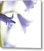 Spring Bluebells #2 Metal Print