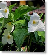 Springtime Trillium #2 Metal Print