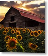 Sunflower Farm Metal Print