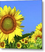 Sunflower Field 1 Metal Print