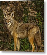The Coyote #1 Metal Print