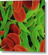 Trypanosome Trypomastigote And Red Blood Cells #2 Metal Print
