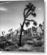 Usa, California, Joshua Tree National #2 Metal Print