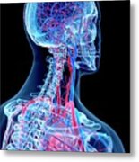 Vascular System Of Head And Neck #2 Metal Print