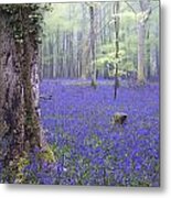 Vibrant Bluebell Carpet Spring Forest Foggy Landscape #2 Metal Print