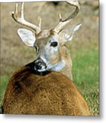 White-tailed Deer Odocoileus Virginianus #2 Metal Print