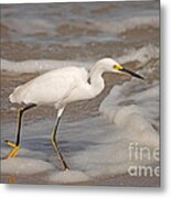 22- Snowy Egret Metal Print