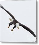 Bald Eagle #223 Metal Print