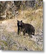 231p Black Bear Metal Print