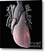 Heart Anatomy #24 Metal Print