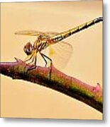 Dragonfly #25 Metal Print