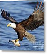 Bald Eagle #253 Metal Print