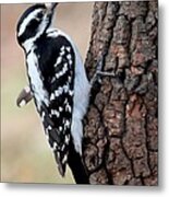 Hairy Woodpecker #29 Metal Print