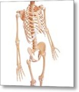 Human Skeleton #293 Metal Print
