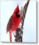 Northern Cardinal #296 Metal Print