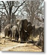 African Elephants Drinking #3 Metal Print