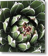 Agave #4 Metal Print