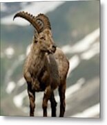 Alpine Ibex #3 Metal Print