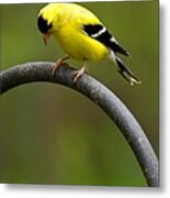 American Goldfinch #3 Metal Print