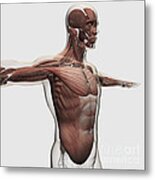 Anatomy Of Male Muscles In Upper Body #3 Metal Print