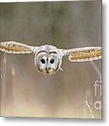 Barred Owl In Flight #5 Metal Print