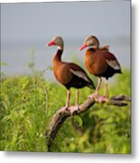 Black-bellied Whistling Duck #3 Metal Print