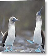 Blue-footed Booby Courtship Dance #3 Metal Print
