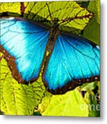 Blue Morpho Butterfly #3 Metal Print