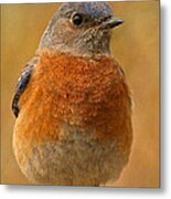 Bluebird #3 Metal Print