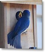 Bluebird Of Happiness #3 Metal Print