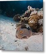 Bluespotted Stingray And Tropical Reef In The Red Sea. #3 Metal Print